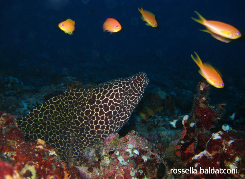 Maldive (atolli di Male Nord e Male Sud)